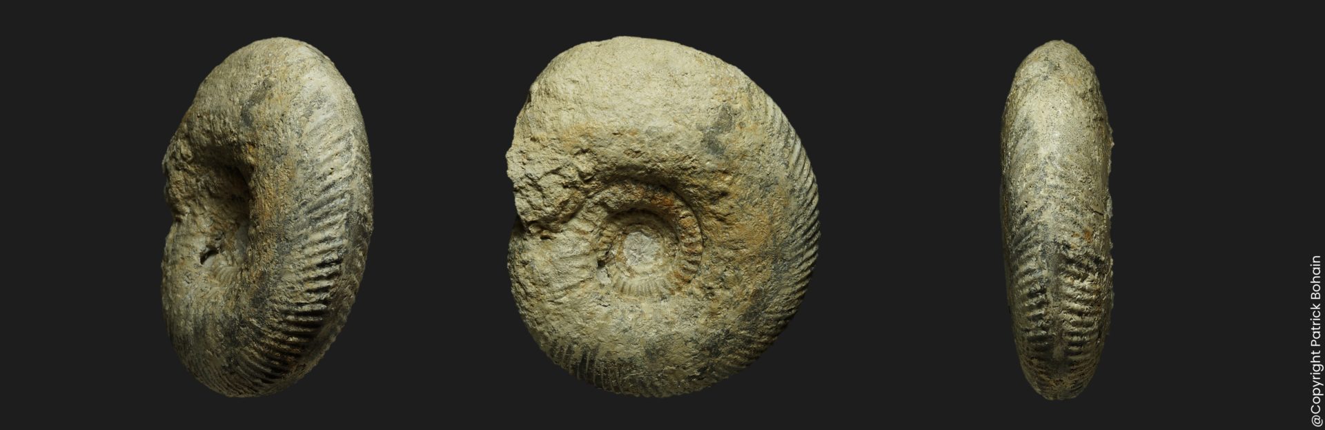 Pakinsonia Gonolkites convergens Bathonien inférieur Vendée ammonite fossile