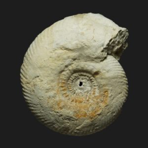 Parkinsonia Haselburgites admirantes Bathonien inférieur Vendée ammonite fossile