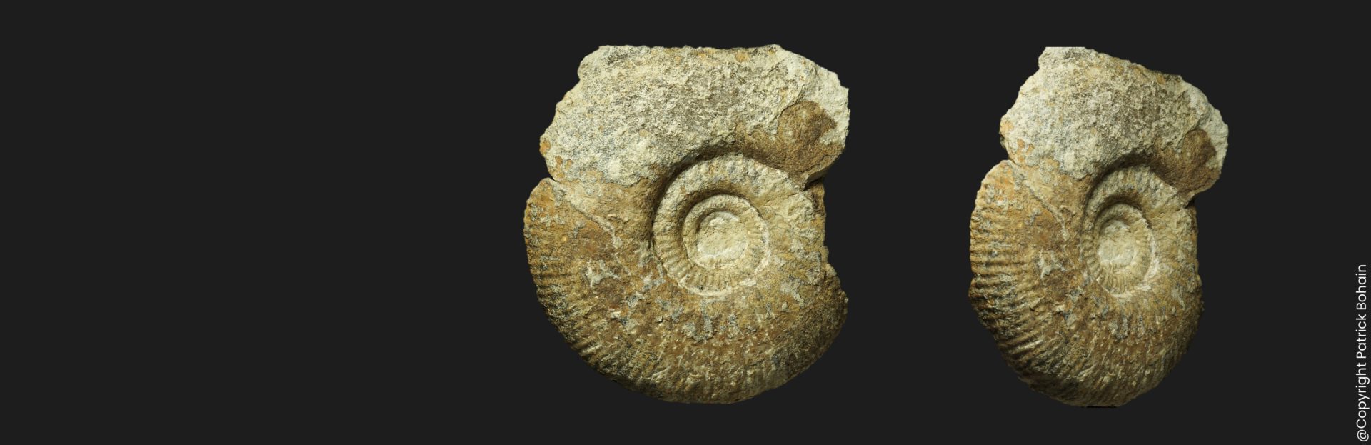Planisphinctes Lobosphinctes costulatosus Bathonien inférieur Vendée ammonite fossile