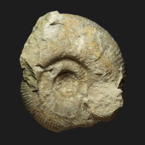 Planisphinctes Lobosphinctes major Bathonien inférieur Vendée ammonite fossile