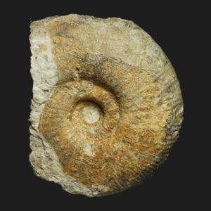 Planisphinctes Lobosphinctes sp Bathonien inférieur Vendée ammonite fossile