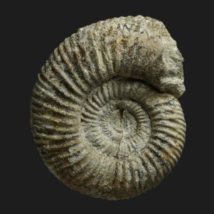 Planisphinctes Planisphinctes incognitus Bathonien inférieur Vendée ammonite fossile