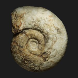 Procerites (Gracilisphinctes) magnificus Bathonien supérieur Vendée ammonite fossile