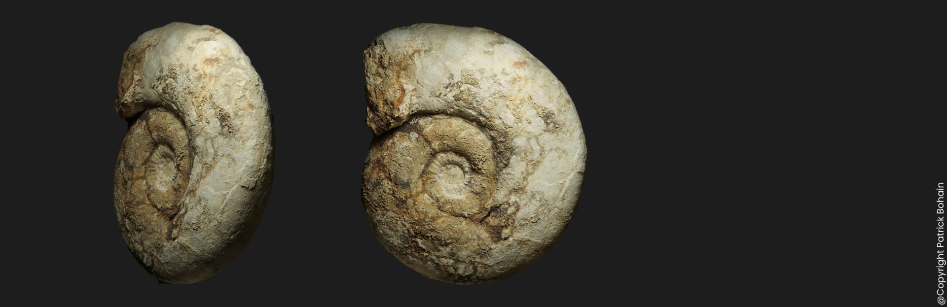 Procerites (Gracilisphinctes) magnificus Bathonien supérieur Vendée ammonite fossile