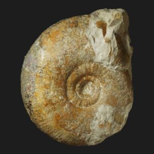 Procerites (Procerites) stephanovi Bathonien inférieur Vendée ammonite fossile