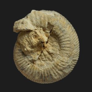Procerites Siemiradzkia sp Bathonien moyen Vendée ammonite fossile