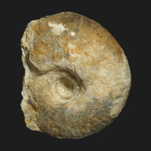 Protozigzagiceras cf torrensi Bathonien inférieur Vendée ammonite fossile
