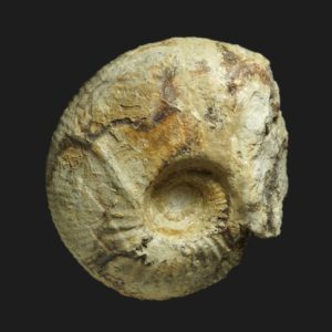 Tulites Tulites polypleurus Bathonien moyen Vendée ammonite fossile