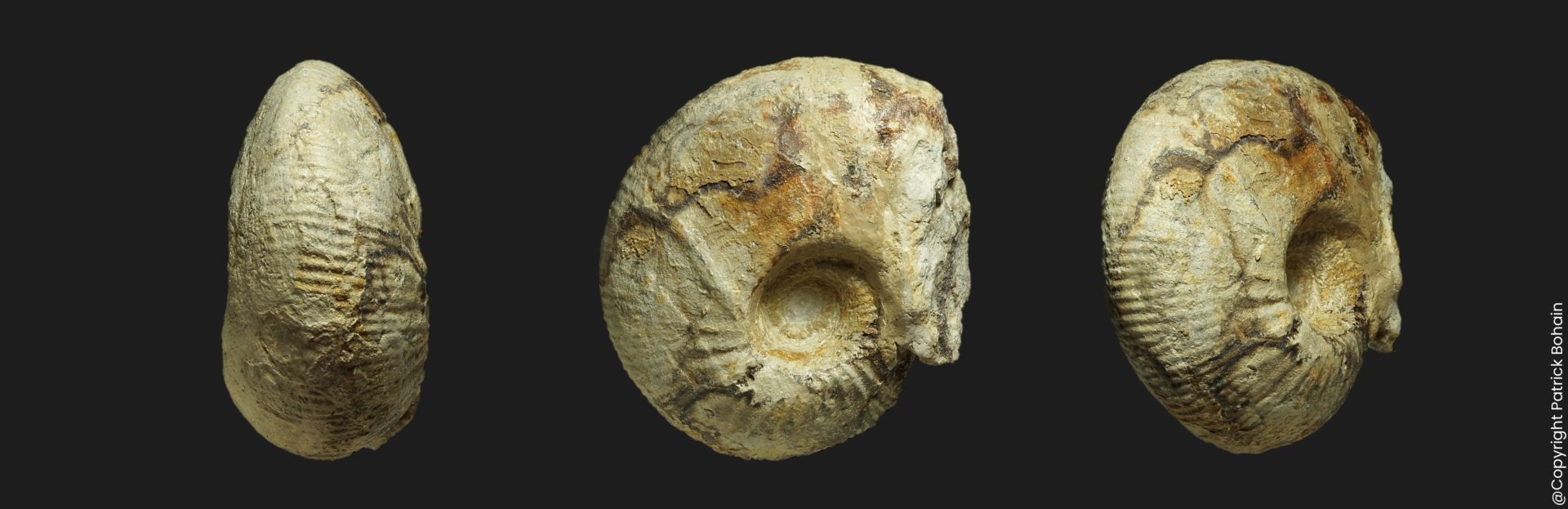 Tulites Tulites polypleurus Bathonien moyen Vendée ammonite fossile
