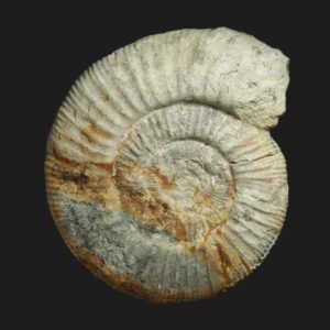 Homoeoplanulites (Homoeoplanulites) aff. furculus Callovien inférieur Vendée ammonite fossile