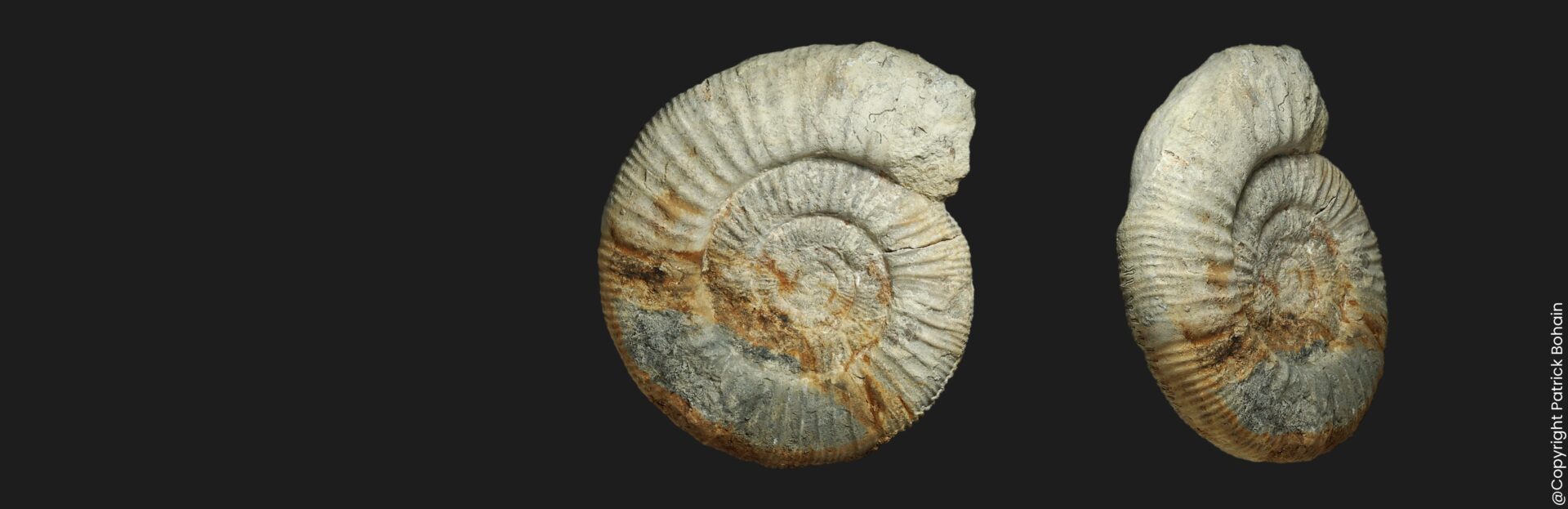 Homoeoplanulites (Homoeoplanulites) aff. furculus Callovien inférieur Vendée ammonite fossile