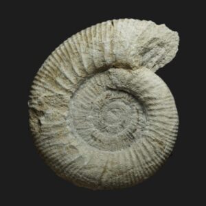 Homoeoplanulites (Homoeoplanulites) sp. Callovien inférieur Vendée ammonite fossile