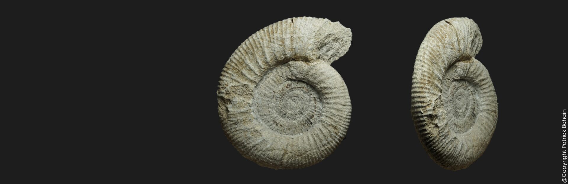 Homoeoplanulites (Homoeoplanulites) sp. Callovien inférieur Vendée ammonite fossile