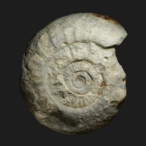 Homoeoplanulites (Parachoffatia) aff. furculus Callovien inférieur Vendée ammonite fossile