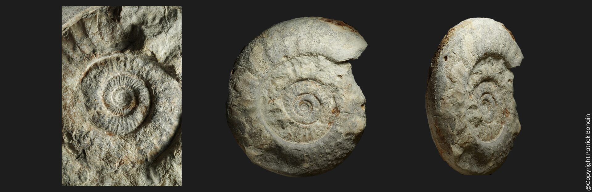 Homoeoplanulites (Parachoffatia) aff. furculus Callovien inférieur Vendée ammonite fossile