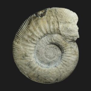 Homoeoplanulites (Parachoffatia) sp. Callovien inférieur Vendée ammonite fossile