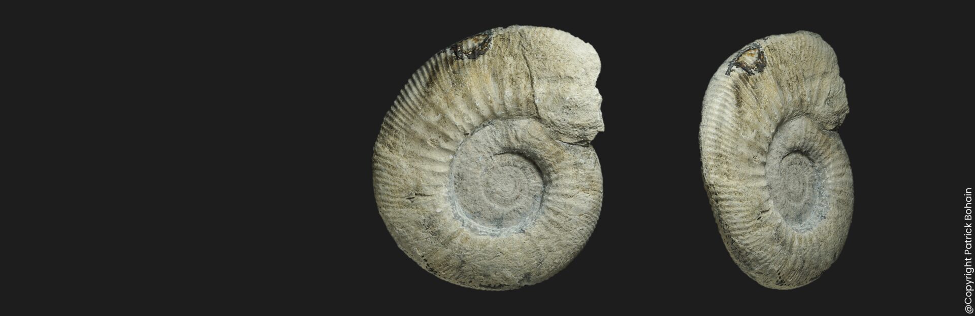 Homoeoplanulites (Parachoffatia) sp. Callovien inférieur Vendée ammonite fossile