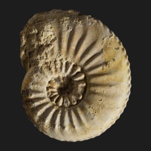 Amaltheus margaritatus forme subnodosus du Pliensbachien supérieur de la Vendée ammonite fossile