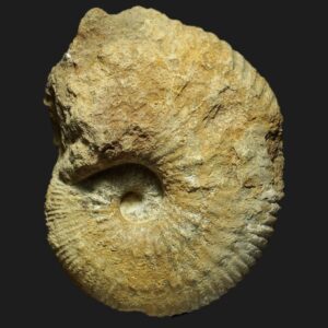 Becheiceras gallicum du Pliensbachien supérieur de la Vendée ammonite fossile