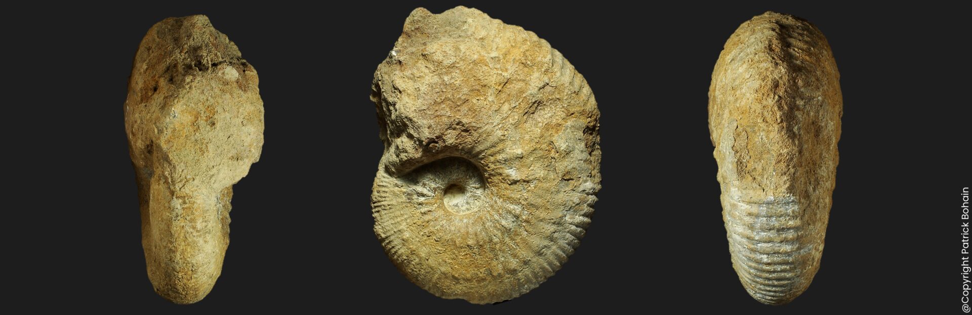 Becheiceras gallicum du Pliensbachien supérieur de la Vendée ammonite fossile