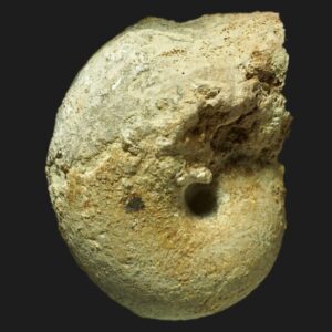Becheiceras nautiliforme du Pliensbachien supérieur de la Vendée ammonite fossile