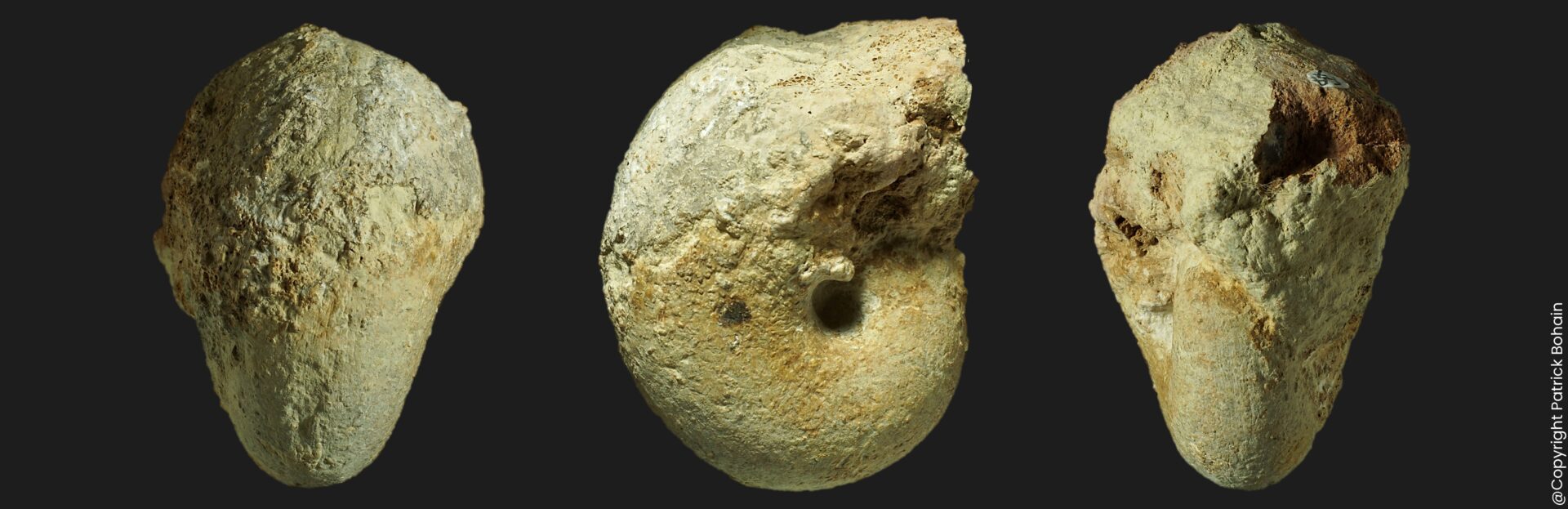 Becheiceras nautiliforme du Pliensbachien supérieur de la Vendée ammonite fossile