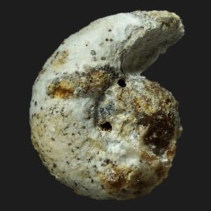 Cymbites centriglobus ammonite fossile microconque du Pliensbachien supérieur de la Vendée