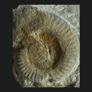 Leptaleoceras insigne Pliensbachien supérieur Vendée ammonite fossile