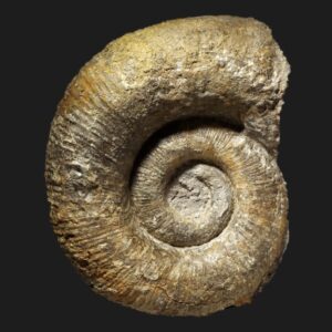 Lytoceras furcicrenatum du Pliensbachien supérieur de la Vendée ammonite fossile