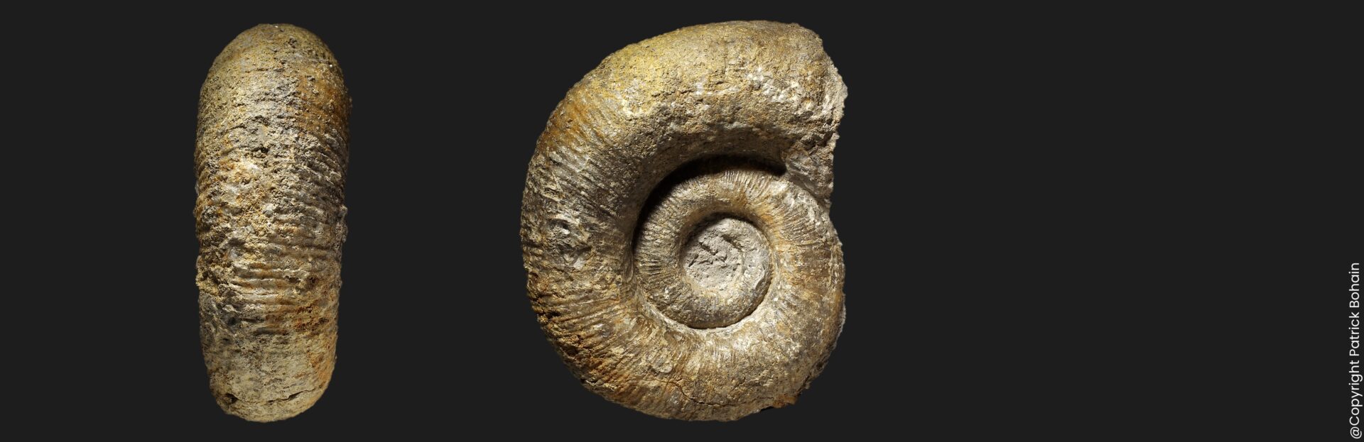 Lytoceras furcicrenatum du Pliensbachien supérieur de la Vendée ammonite fossile