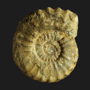 Pleuroceras buckmanii spécimen gérontique du Pliensbachien supérieur de la Vendée ammonite fossile