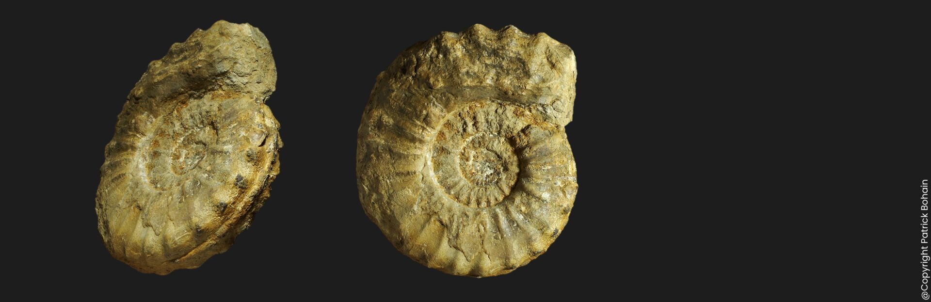Pleuroceras buckmanii spécimen gérontique du Pliensbachien supérieur de la Vendée ammonite fossile