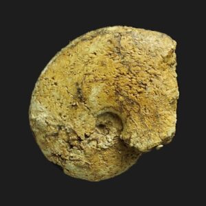 Tragophylloceras loscombi du Pliensbachien de la Vendée ammonite fossile