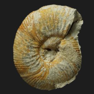 Dimorphinites cf. centriglobus Bajocien supérieur Vendée ammonite fossile