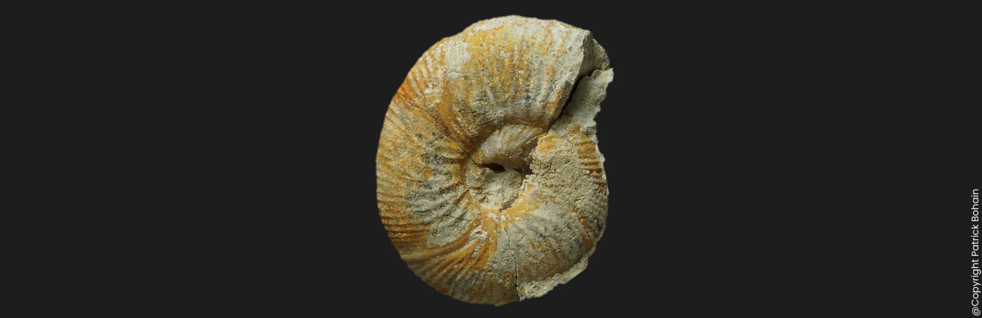 Dimorphinites cf. centriglobus Bajocien supérieur Vendée ammonite fossile