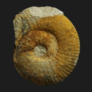 Asphinctites (Asphinctites) juvénile Bathonien inférieur Vendée ammonite fossile