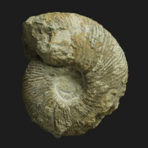Berbericeras udalli Bathonien inférieur Vendée ammonite fossile