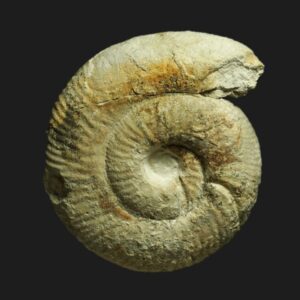 Morphoceras patescens Bathonien inférieur de la Vendée ammonite fossile