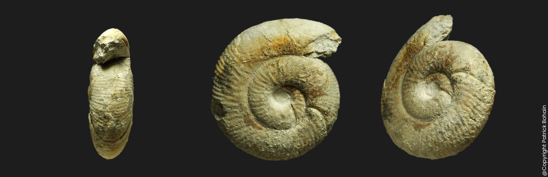 Morphoceras patescens Bathonien inférieur de la Vendée ammonite fossile