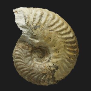 Oxycerites seebachi Bathonien inférieur de la Vendée ammonite fossile