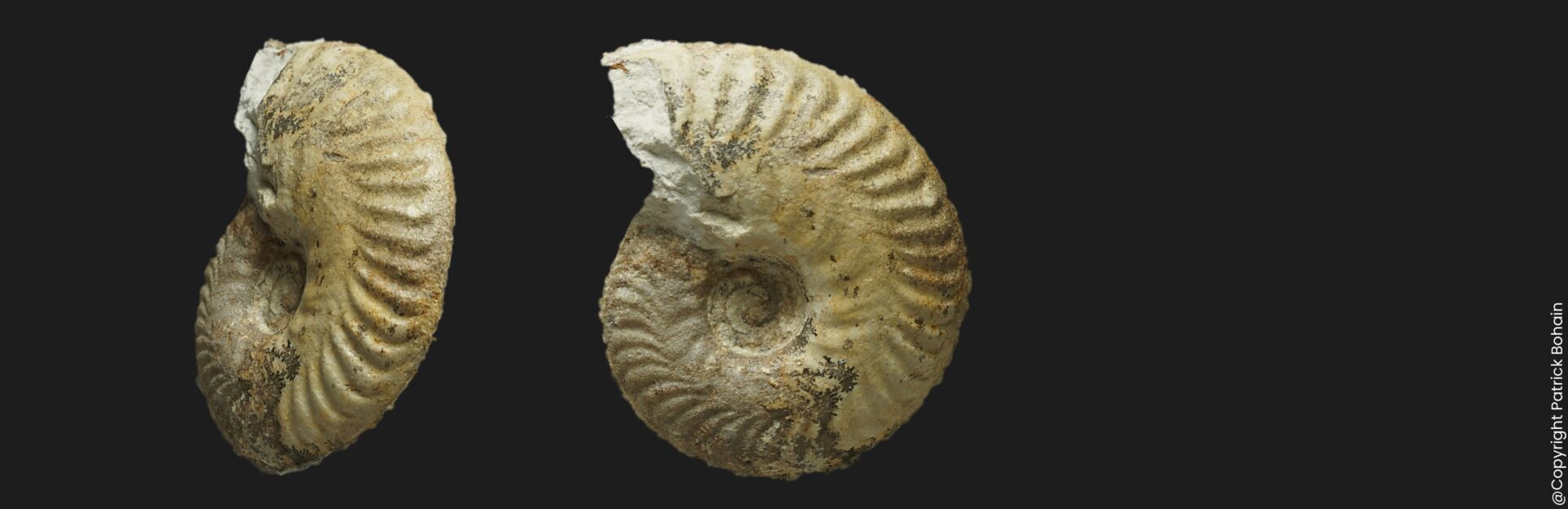 Oxycerites seebachi Bathonien inférieur de la Vendée ammonite fossile