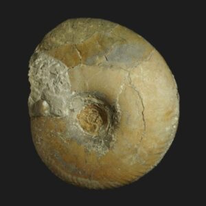 Parkinsonia (Oraniceras) gyrumbilicum Bathonien inférieur Vendée ammonite fossile