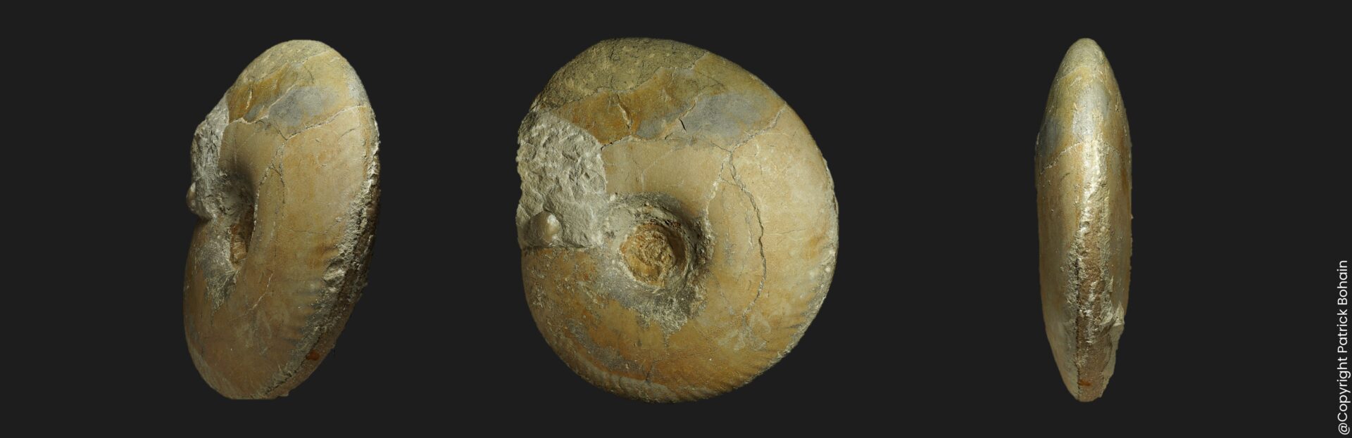 Parkinsonia (Oraniceras) gyrumbilicum Bathonien inférieur Vendée ammonite fossile