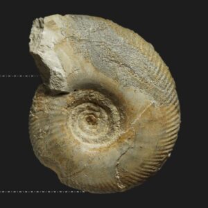 Parkinsonia eimensis Bathonien inférieur Vendée ammonite fossile