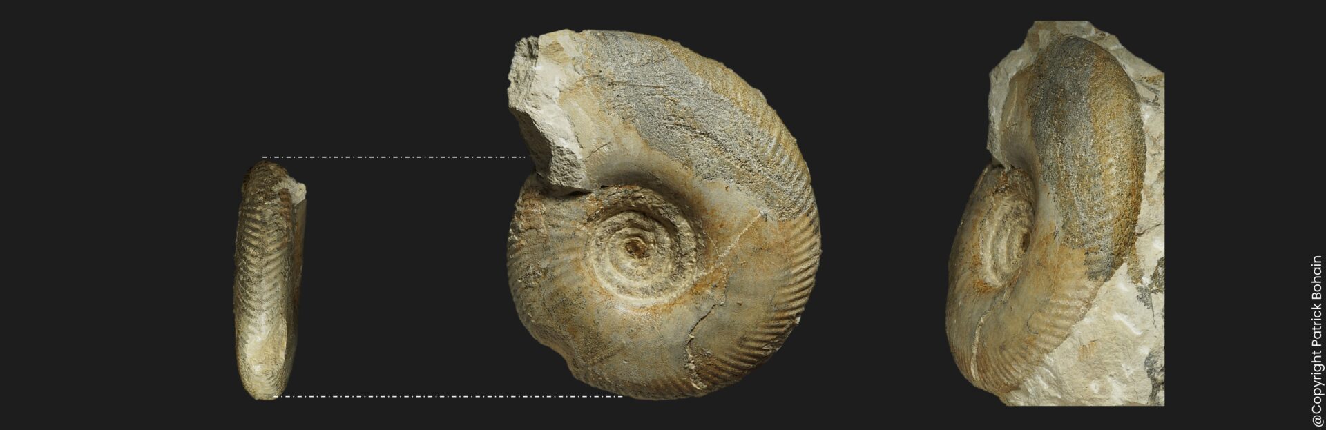 Parkinsonia eimensis Bathonien inférieur Vendée ammonite fossile