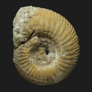 Parkinsonia (Parkinsonia) eimensis juvénile Bathonien inférieur Vendée ammonite fossile