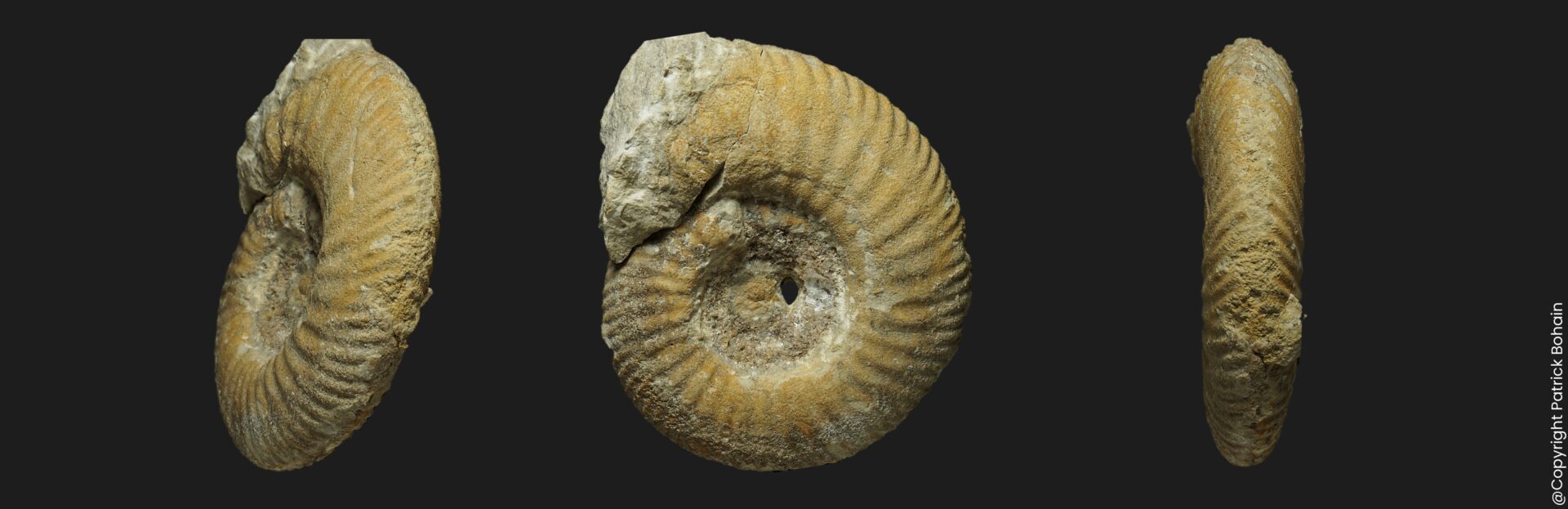 Parkinsonia (Parkinsonia) eimensis juvénile Bathonien inférieur Vendée ammonite fossile