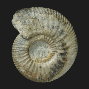 Planisphinctes (Lobosphinctes) tmetolobus Bathonien inférieur ammonite fossile Vendée