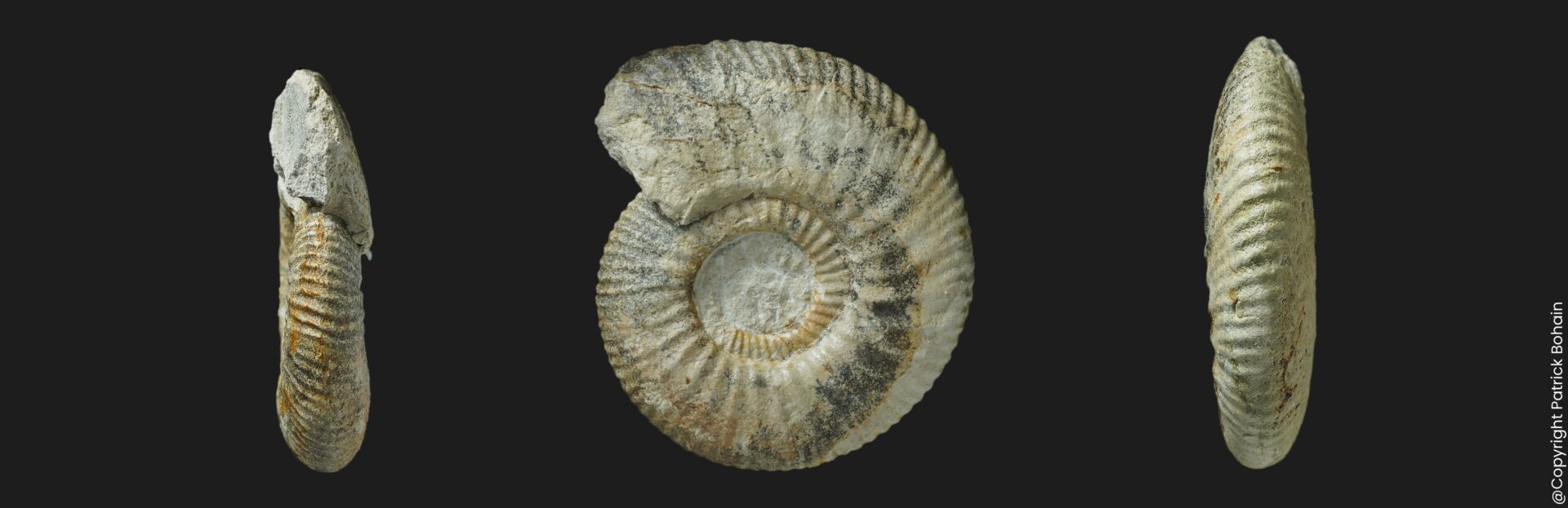 Planisphinctes (Lobosphinctes) tmetolobus Bathonien inférieur ammonite fossile Vendée