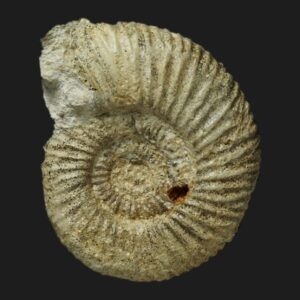 Planisphinctes incognitus Bathonien inférieur Vendée ammonite fossile